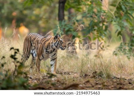 wild bengal female tiger or panthera tigris tigris on prowl in morning for territory marking in natural scenic background at bandhavgarh national park forest or tiger reserve madhya pradesh india asia