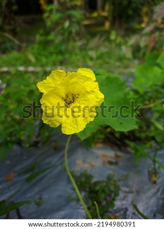 the flowers are bright yellow with a few tiny semits on top. Royalty-Free Stock Photo #2194980391