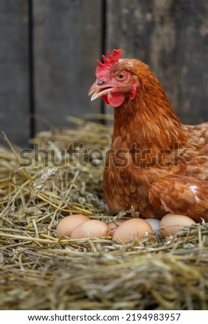 closeup of red laying hen hatching eggs in nest of straw inside a wooden chicken coop Royalty-Free Stock Photo #2194983957