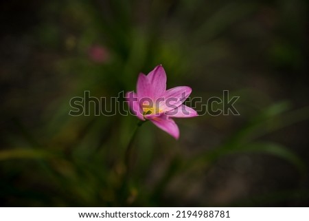 A beautiful pink rain lily with green out of focus background, selective focus