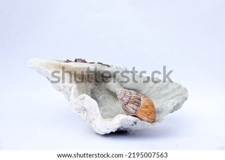Half sea shell and snail on white background