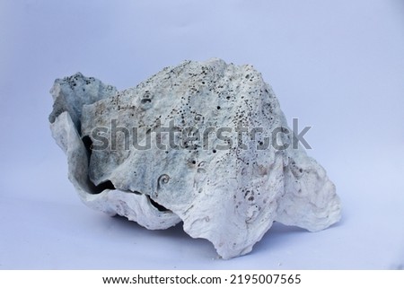 broken sea shell on white background