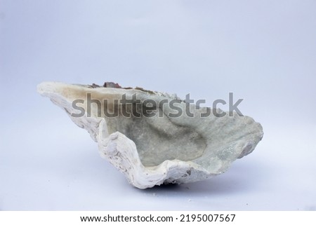 Half Sea Shell on white background
