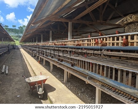 a clean laying hens farm and there are also their eggs