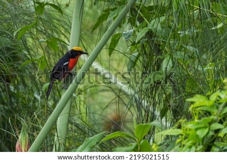 Papyrus Gonolek - Laniarius mufumbiri, beautiful colored perching bird from Arican swamps and rivers, Nile river, Uganda.