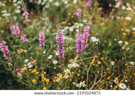 Blooming wild high grass in nature at sunset warm summer. Purple and white flowers flowering on field, nature banner