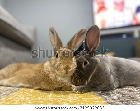 Cute Mini Rex rabbit - Indoor rabbit