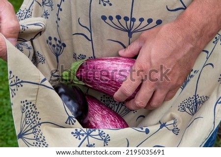 Homegarden. Male person put different varieties of eggplants in his apron.