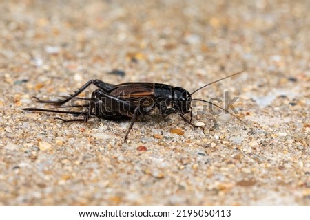 Closeup of Field Cricket. Pest control, insect and nature conservation concept. Royalty-Free Stock Photo #2195050413