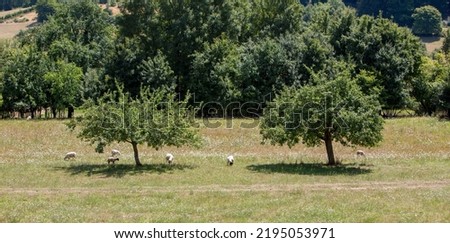 sheep in grass with flowers of rural countryside landscape in french park natural regional du vosges du nord near fruit trees