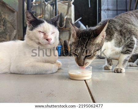 two cats drinking milk on the office terrace