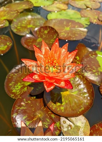 This is a water waterlily. It's name is Nymphaea Wanvisa. This is a picture of my own pond.