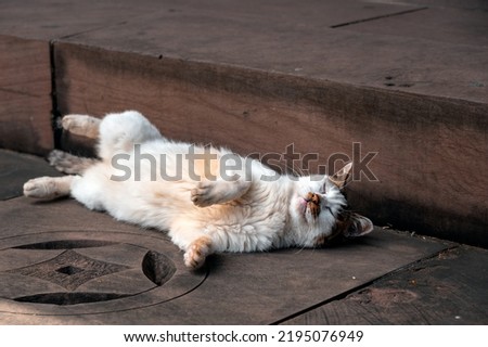 A cat relaxing on the ground