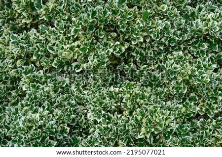 Background of Fortune Euonymus silver queen leaves. Euonymus fortunei winter creeper or spindle tree foliage, top view. Royalty-Free Stock Photo #2195077021