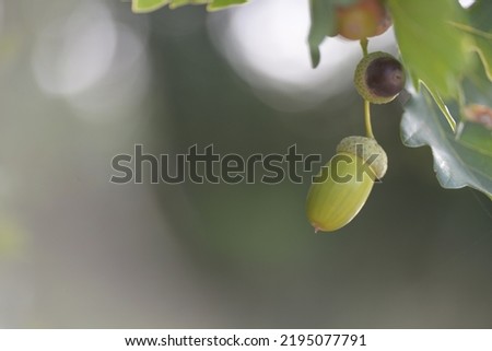 oak leaves close-up, green acorns, on a green background, bright bokeh, blurred abstract background