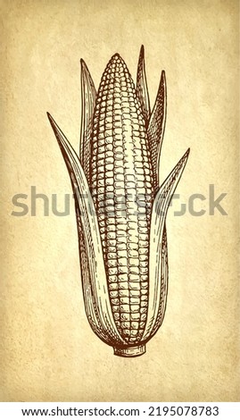 Cob corn with leaves. Ink drawing of maize on old paper background. Vintage style.