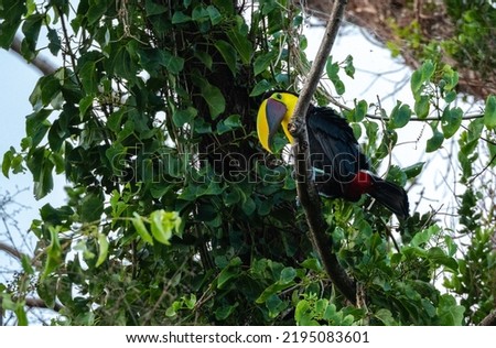 Black-mandibled toucan (Ramphastos ambiguous) in a tree in costa rica caribic coast