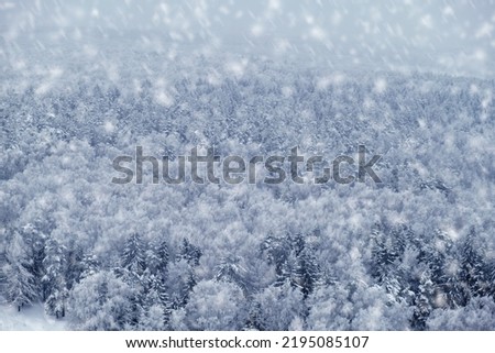 Winter forest with white trees in the snow, copy space for text. Top view of the snowy park, background