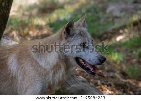 profile close up of a wolf like a dog