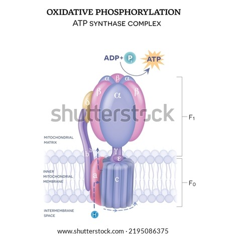 The ATP synthase (complex V) consists of two components F0 and F1. The formation of ATP using adenosine diphosphate (ADP) and inorganic phosphate (Pi) Royalty-Free Stock Photo #2195086375