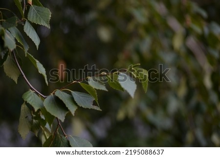 wildlife, natural photos without retouching birch leaves, background of birch branches in green color in summer