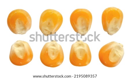 Dry corn kernels for popcorn isolated on white background, top view. Corn grain isolated on white background, top view. Dry yellow corn seeds isolated on white background, top view. Royalty-Free Stock Photo #2195089357