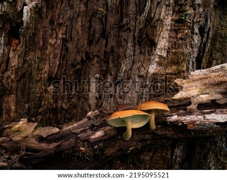 Mushrooms grow on a tree in a beautiful autumn forest.group fungus in autumn forest with leaves. Wild mushroom on the stump. Autumn time in the forest. Alice in wonderland.