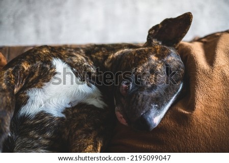English Bull Terrier is lying on the couch with his head on the pillow