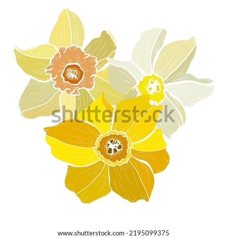 Decorative hand drawn daffodil flowers, design elements. Can be used for cards, invitations, banners, posters, print design. Floral background