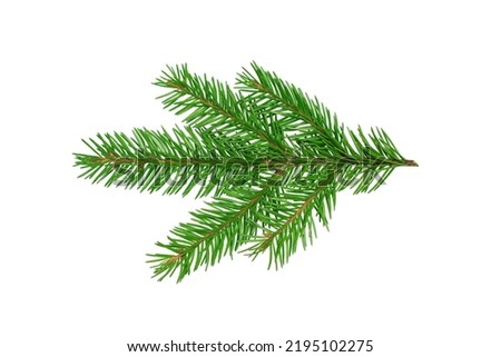 Fir tree branch isolated on white background.