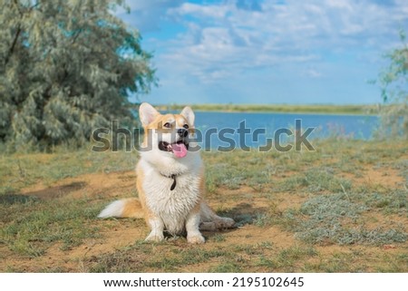 corgi sits on a hill by the river