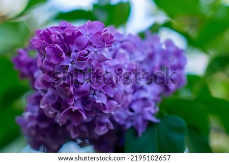 branch of lilac lilac blooms in spring