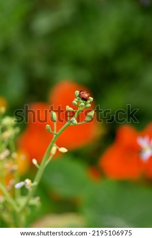 closeup the red black small bug insect hold and sitting on the nasturtium bloom plant in the farm soft focus natural green background.