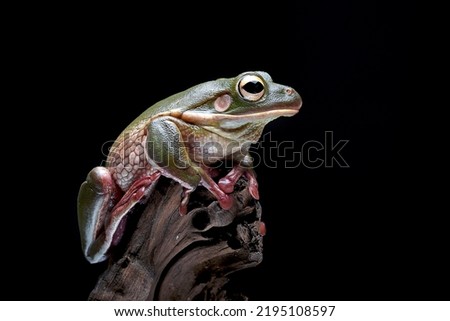 The white-lipped tree frog (Nyctimystes infrafrenatus)is the world's largest tree frog