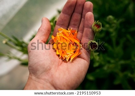Collected calendula flowers on a hand.