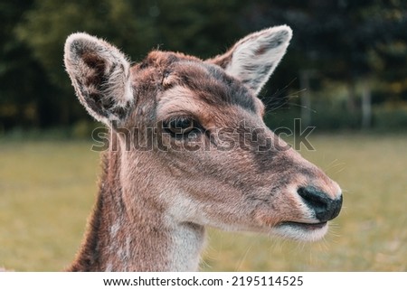 Deer are great animals in the forest
