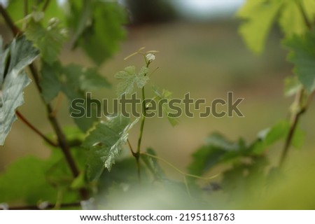 Green fresh grape leaf with tendrils and young leaves. Small grape branch with green leaves. Fresh young vine leaves. Grape bush in soil. Autumn magic. Plantation of grape-bearing vines. Royalty-Free Stock Photo #2195118763