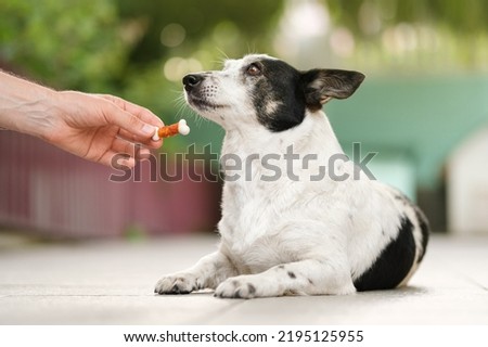 Adorable black and white mongrel dog is given treat in a shape of a bone by her owner. Royalty-Free Stock Photo #2195125955
