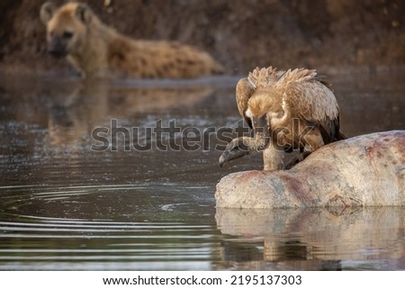Vulture standing on a hippo carcass floating in the water with blurred spotted hyena in the background in Maasai Mara National Reserve