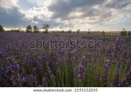 Field of lavender illuminated  by sunset sun Gudar mountains in Teruel Aragon Spain