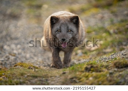 Happy running arctic fox with grey fur