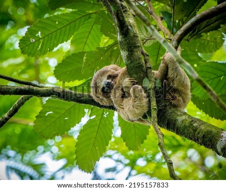 Cute baby sloth in a tree, perfect portrait of wild animal in the Rainforest of Costa Rica scratching itself, Bradypus variegatus, brown-throated three-toed sloth,