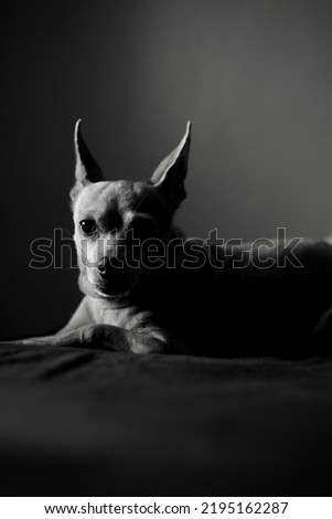 black and white dog portrait