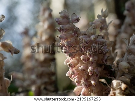 Common toothwort on forest floor