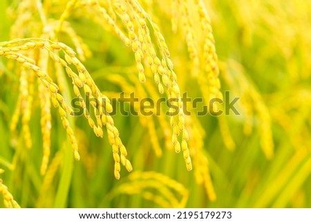 Autumn Harvest, Pictures of Ears of Rice