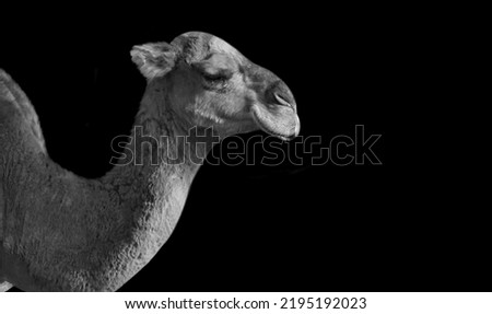 Big Camel Closeup Face On The Dark Black Background Royalty-Free Stock Photo #2195192023
