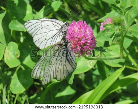 White butterflies in Hokkaido, Japan, feed on red clover nectar.