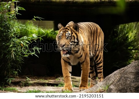 Sumatran tiger (Panthera tigris sondaica) portrait Royalty-Free Stock Photo #2195203151