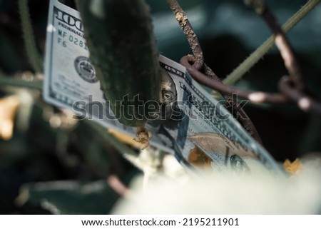 A gloomy dark photograph of a hundred dollar bill covered with a cucumber on a mesh chain-link fence close-up. Danger for agriculture
