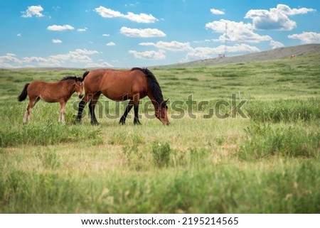 Horses under blue sky and white clouds